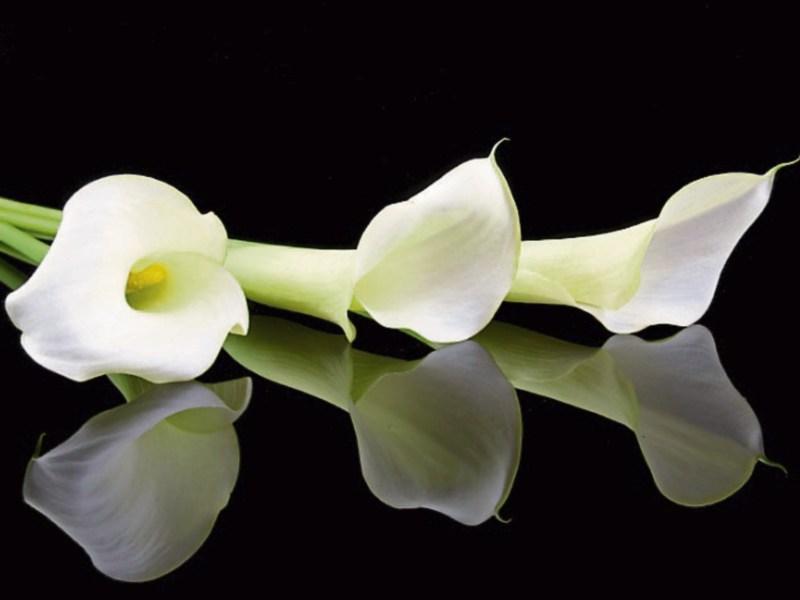 Deaths in Limerick - November 23, 2018