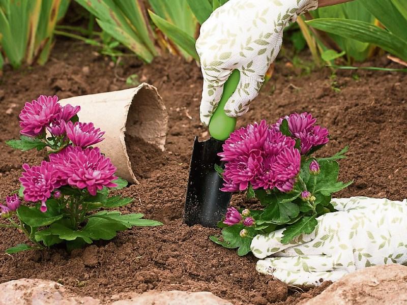 Gardening: Chrysanthemums: colour for winter