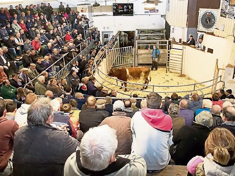 Packed house: The large crowd at the historic first Tuesday evening sale in Kilmallock Mart which has become a social occasion Picture: Ita West