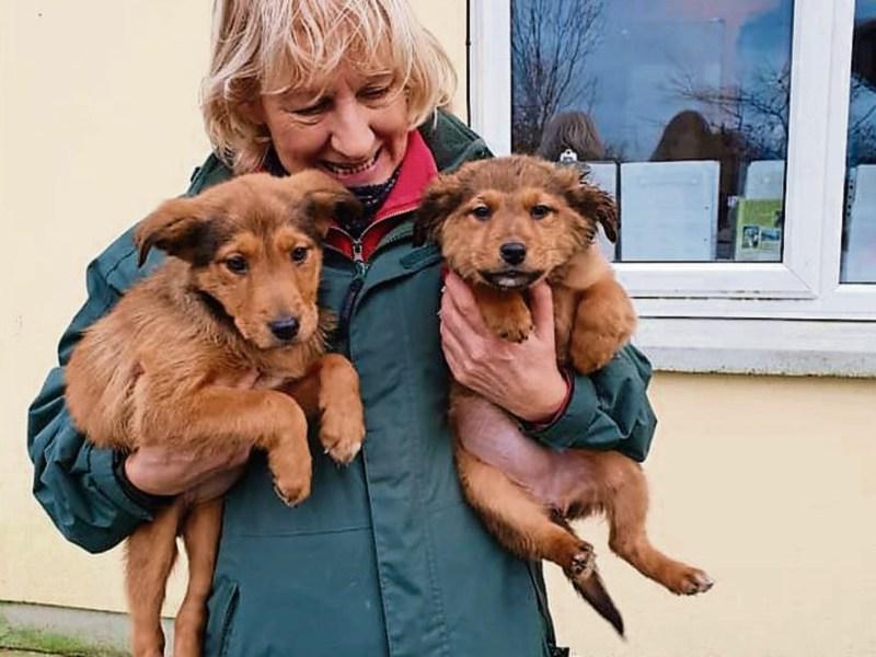 WATCH: 'Cruelly dumped' puppies in County Limerick 'now out of danger'