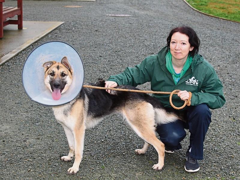 Martina Lynch, veterinary nurse, with a German Shepherd named Missy