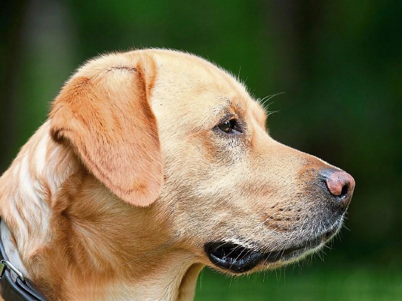 Limerick Animal Welfare has issued a warned about bogus callers