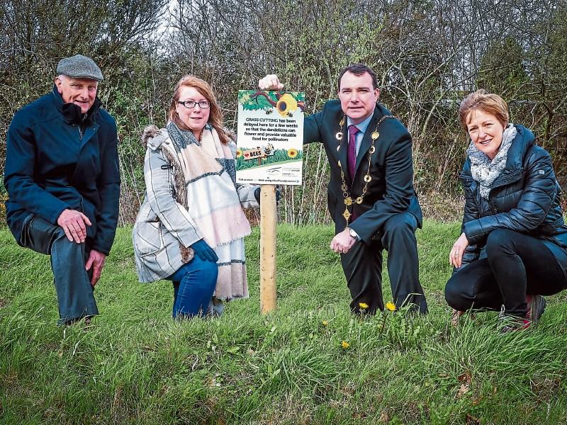 Limerick council delays grass-cutting programme to help bees pollinate