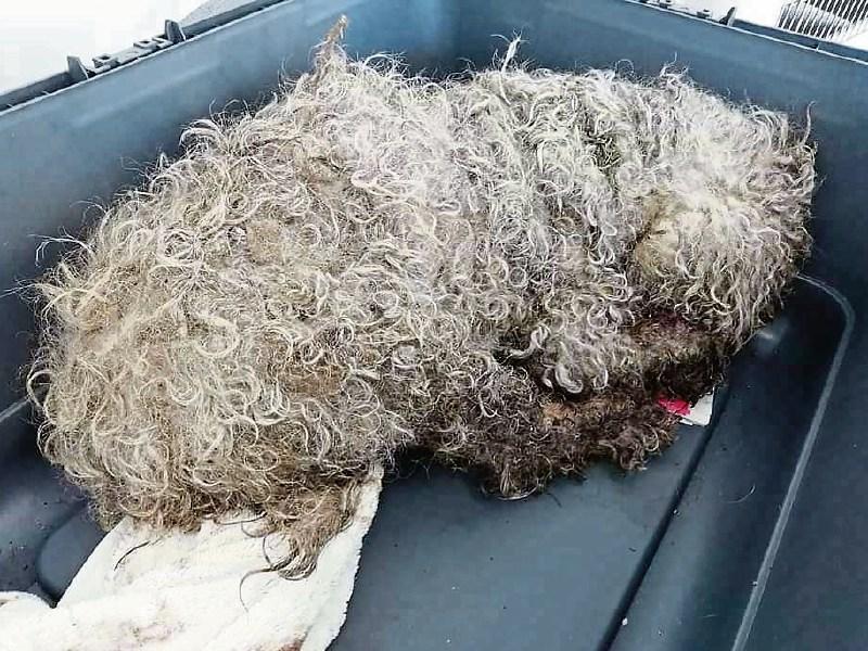 Dog discovered in 'shocking condition' in Limerick dies after emergency treatment