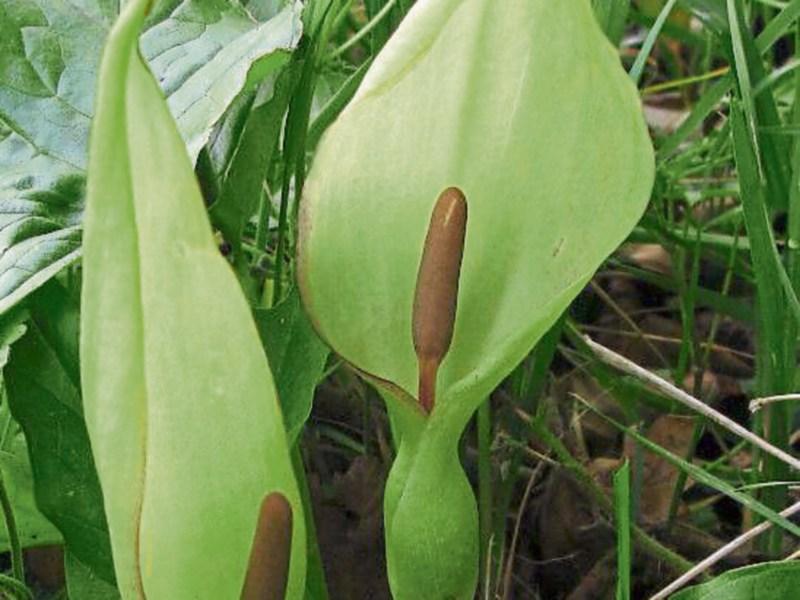Wild About Wildlife: The hedge life