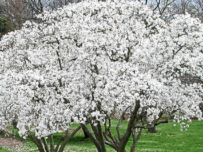 Green Fingers: Mother’s Day gift that’ll last for years