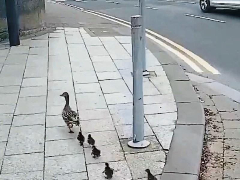 WATCH: Mother duck and ducklings returned to water after stroll into Limerick city centre