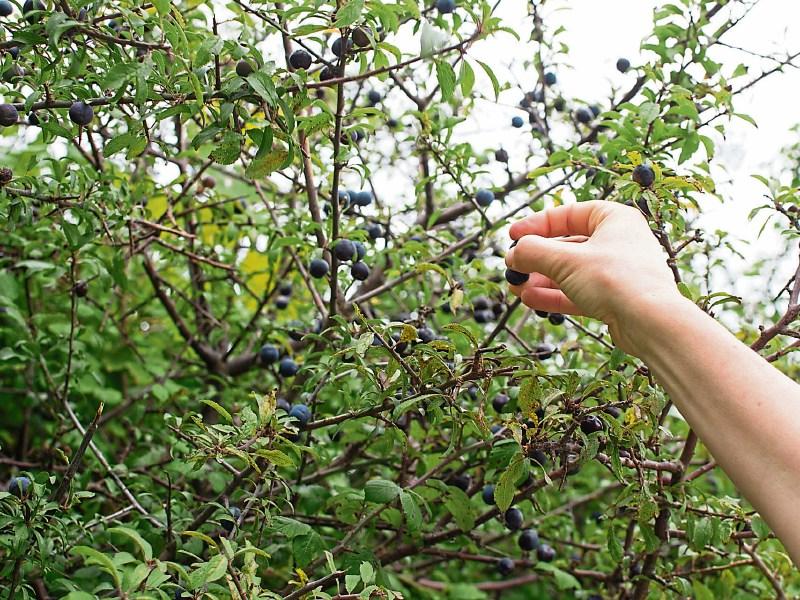 Gardening: The state of gardens at the moment