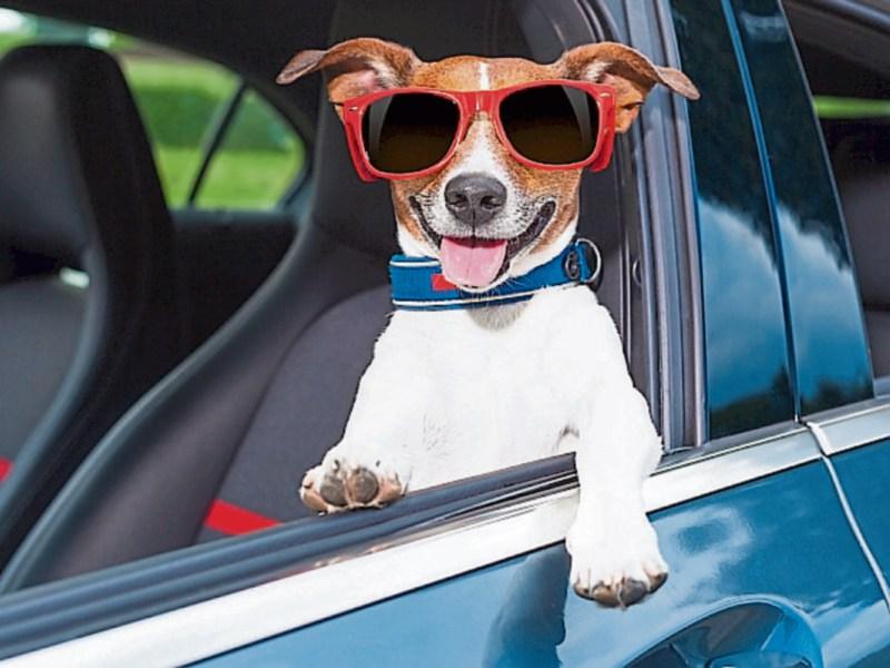 Hot cross fun: Baking Easter Bank Holiday weekend in Limerick with temperatures to hit 20 degrees