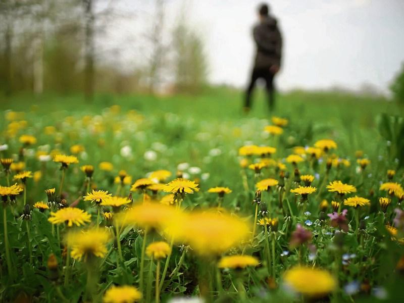 Then & Now: ‘Flower of the Saint Bride’ once again spring to life