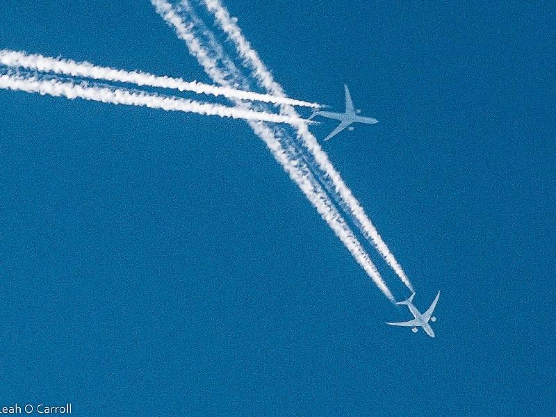 Out In The Open: My guide to the long-haired featherless birds of Ireland