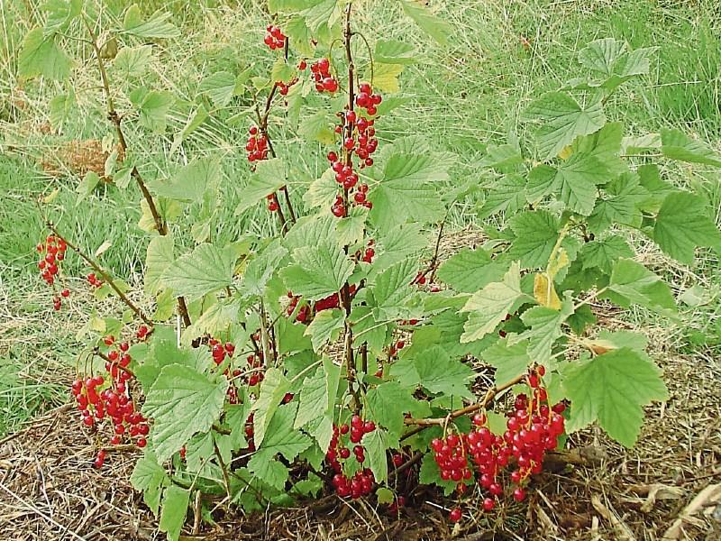 Green Fingers: CDs to the rescue for redcurrants