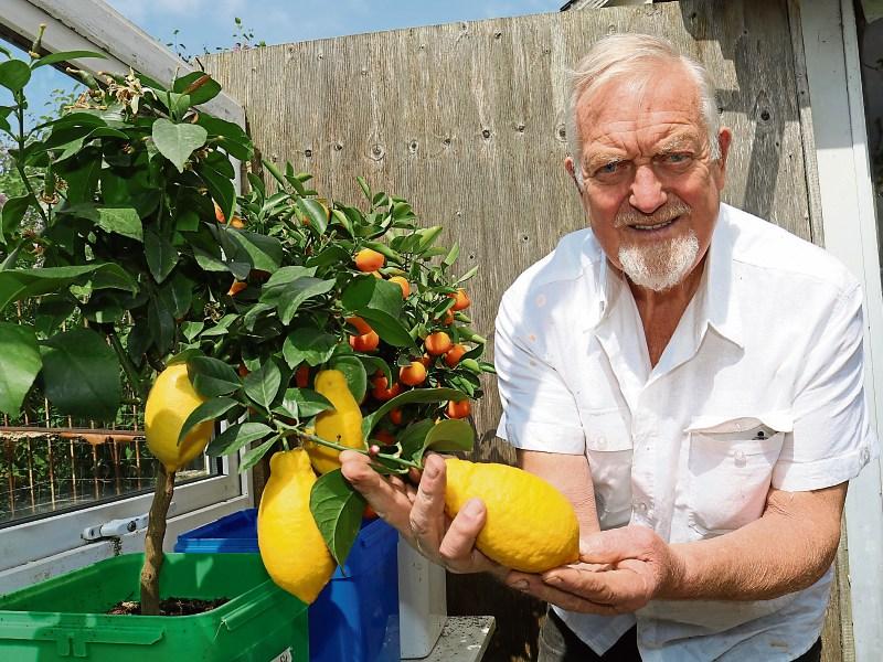 When life gives you huge lemons, make a gin and tonic laughs green-fingered Limerick man