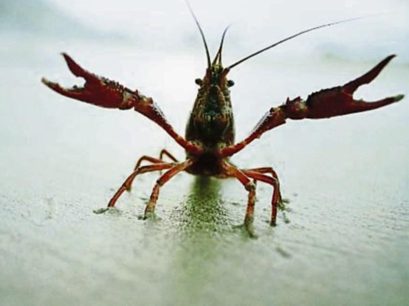 Limerick river one of seven to be affected by crayfish plague