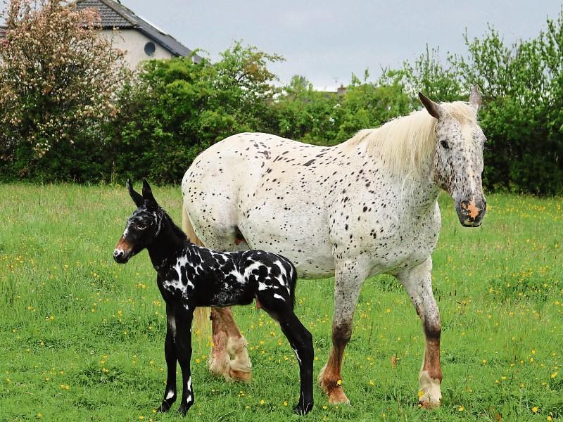 Very rare &lsquo;no-name&rsquo; Apalooosa mule born in Limerick an instant Snapchat star&nbsp; 