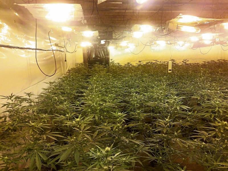 Vietnamese woman to be charged in connection with cannabis grow house in Clare