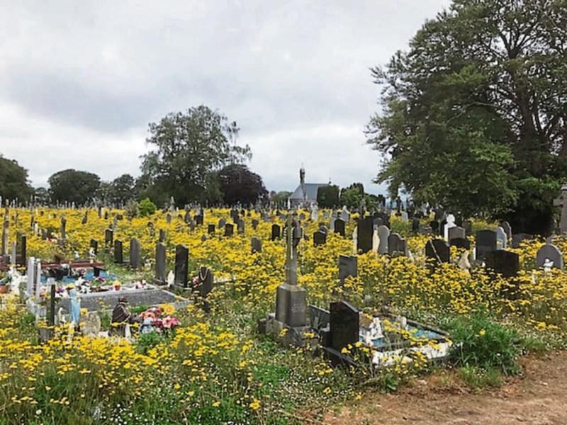 Bee friendly graveyard in Limerick not everyones cup of tea