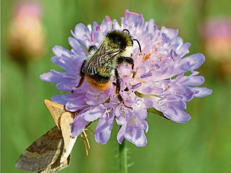 Wild About Wildlife: It’s a bee’s life