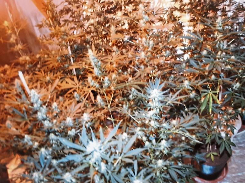 Limerick man had crack cocaine and cannabis plants at home