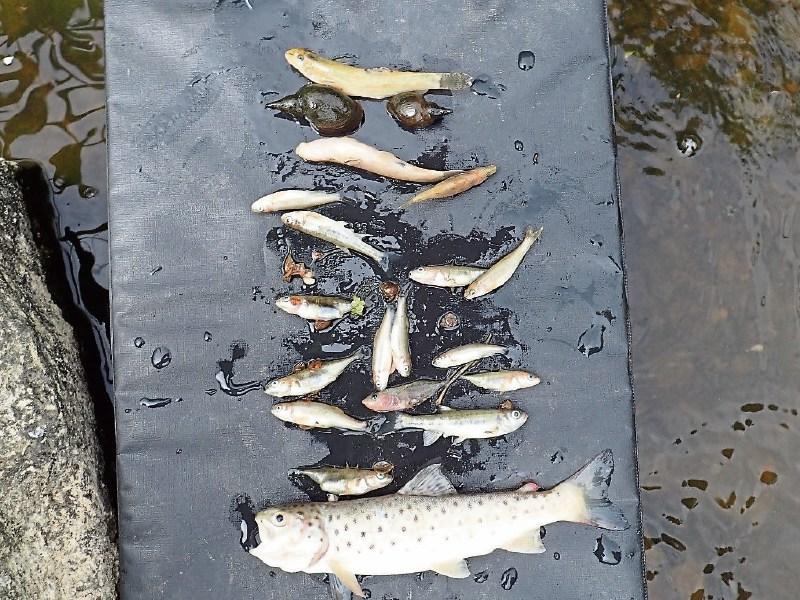 ‘Silage effluent causes serious fish kill’ – Limerick council
