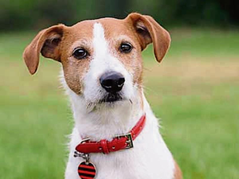 Ruff justice: Terrier cleared of criminal damage in Limerick Court case
