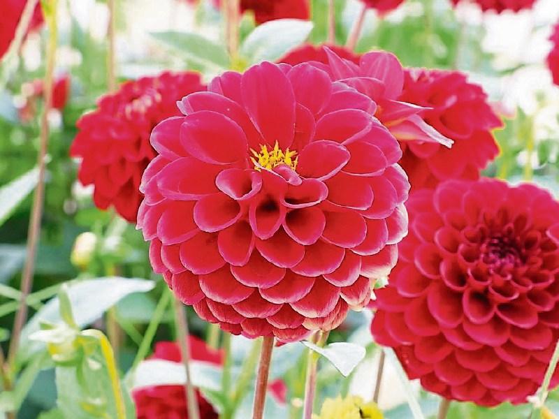 Green Fingers: Enjoying the last days of summer