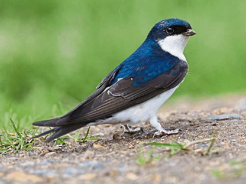 Wild About Wildlife: House martins set for big take off