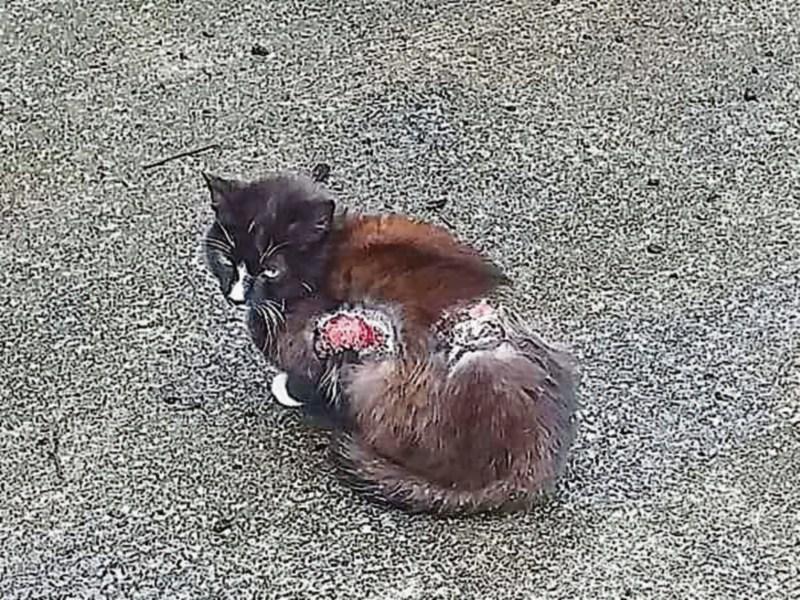 Limerick public donates generously to help treat scalded cats 