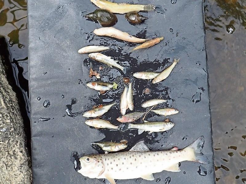 ‘Serious fish kill’ in County Limerick started in Cork farm