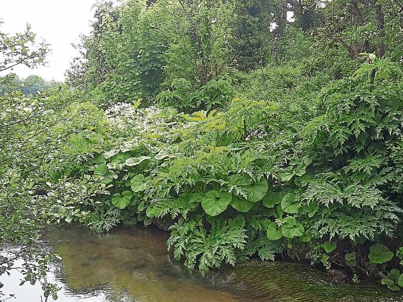 Find out how you can help fight off alien invader in Limerick