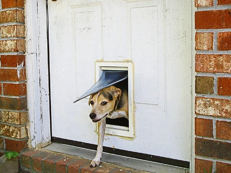 Burglar used dog flap to steal tools from Limerick home