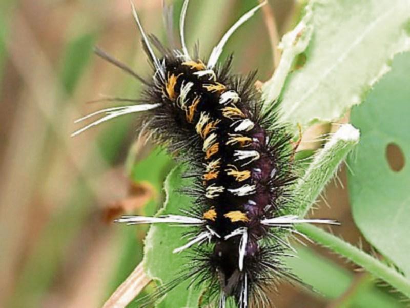 Wild About Wildlife: March of the hairy mollies