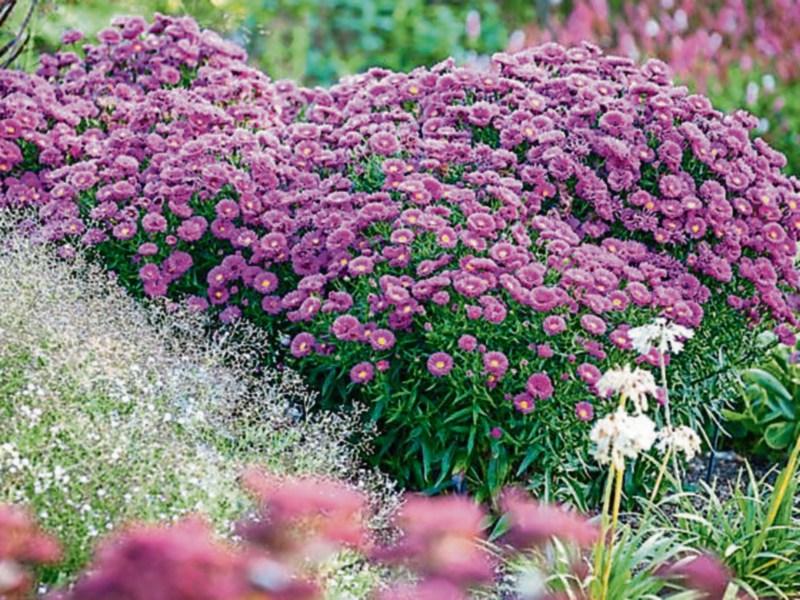 Green Fingers: Room to improve - Dividing a garden