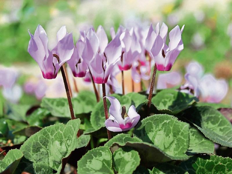 Green Fingers: Adding a splash of colour for winter