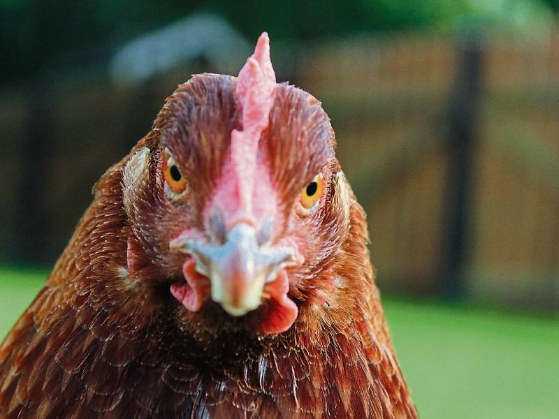 Feathered friends in need of families in Limerick 