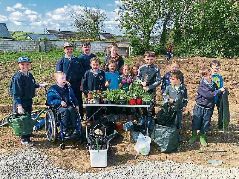 County Limerick pupils in clover thanks to their new allotment