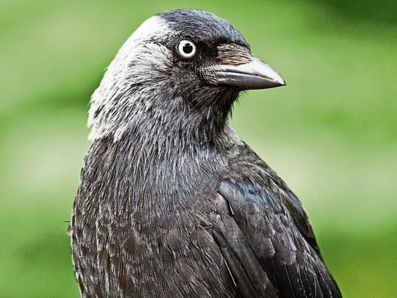 Wild About Wildlife: Why do jackdaws make such noise?
