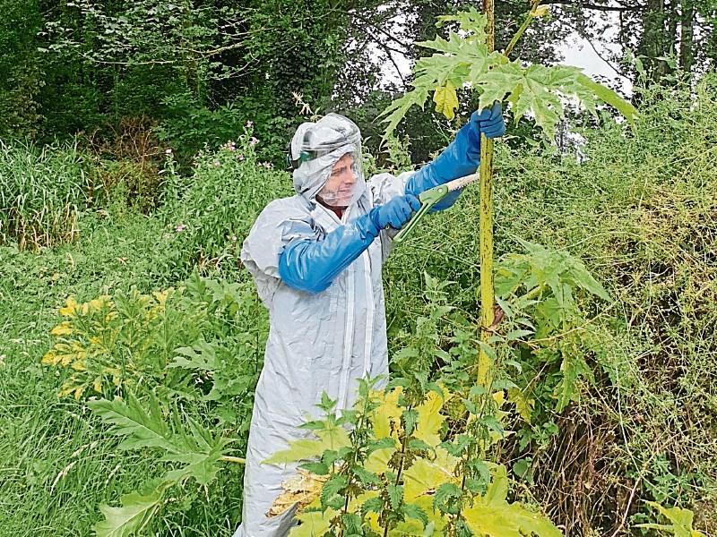 Alien species lands in County Limerick