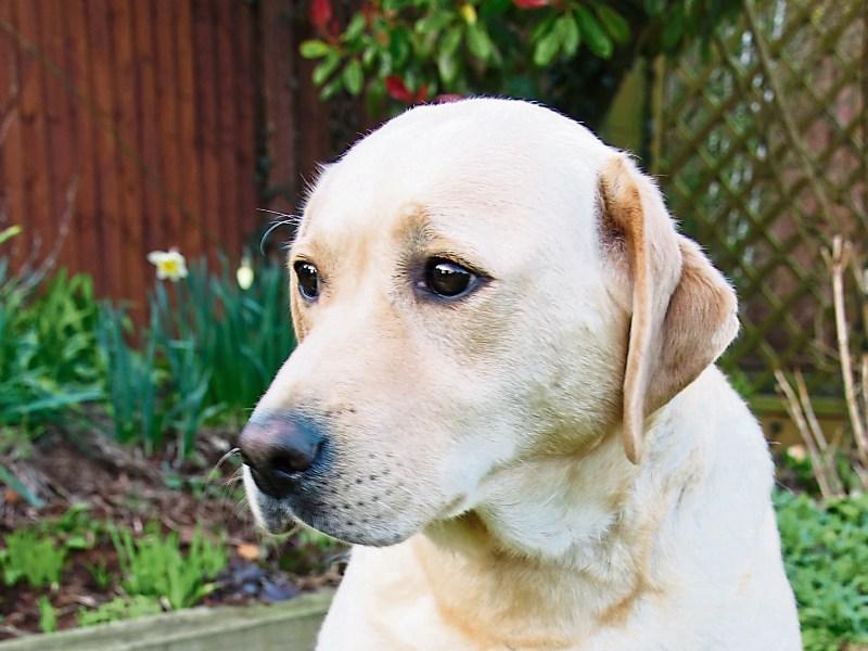 OPINION: All bark and no bite: Time to get tough on dog owners