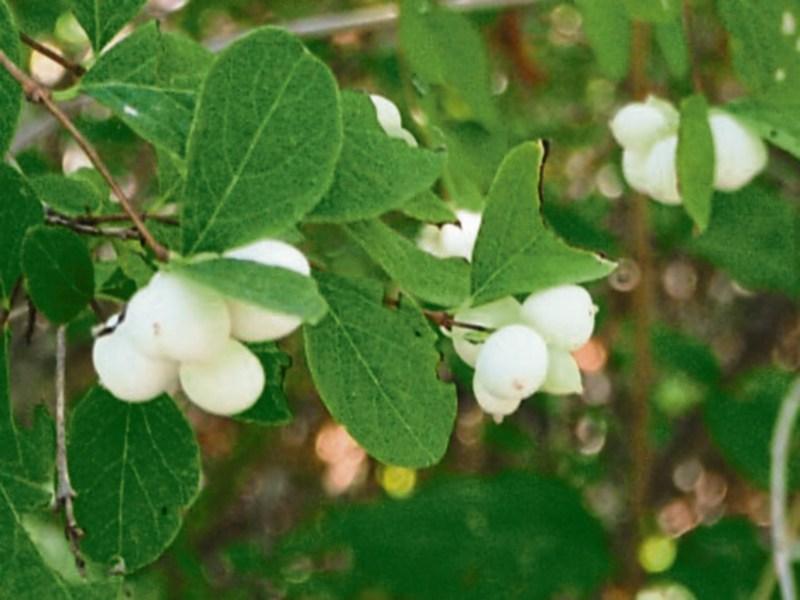 Wild About Wildlife: Doon adventure to Kilmoylan Bog