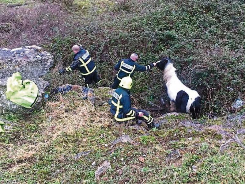 Emergency services deployed following&nbsp;discovery of starving&nbsp;and dead horses in Limerick field