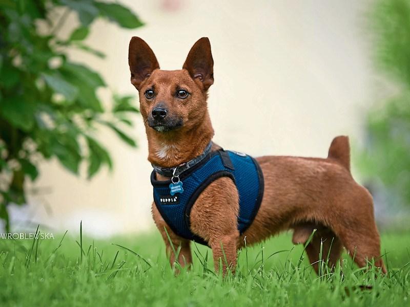  Limerick Animal Welfare rescued over 500 dogs and 370 cats in 2019 and has lots to rehome