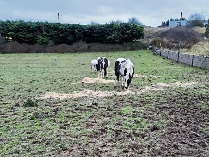 Horses removed from field near Limerick town after care order is served