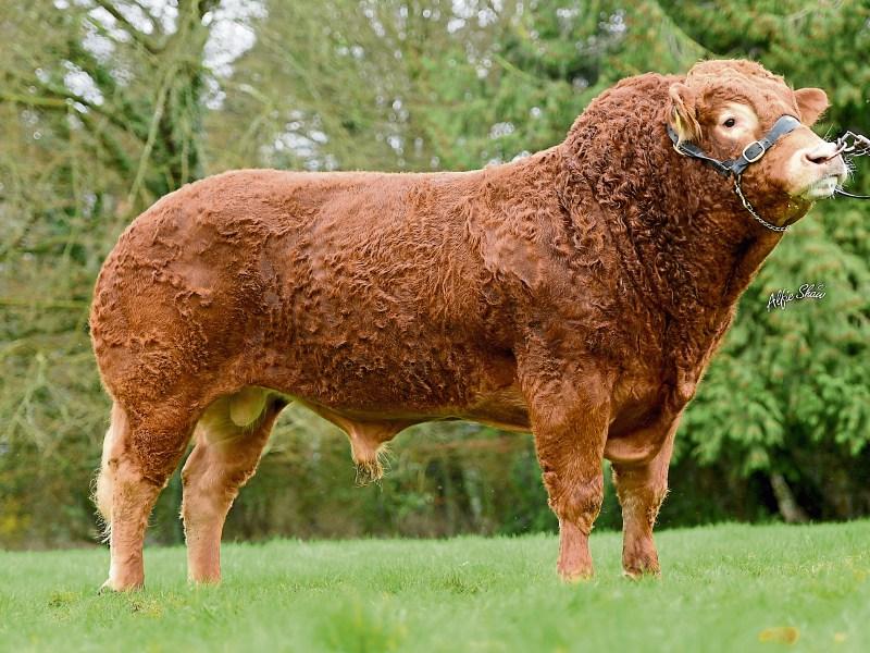 Bull bought by Limerick man has over €1 million in semen sales