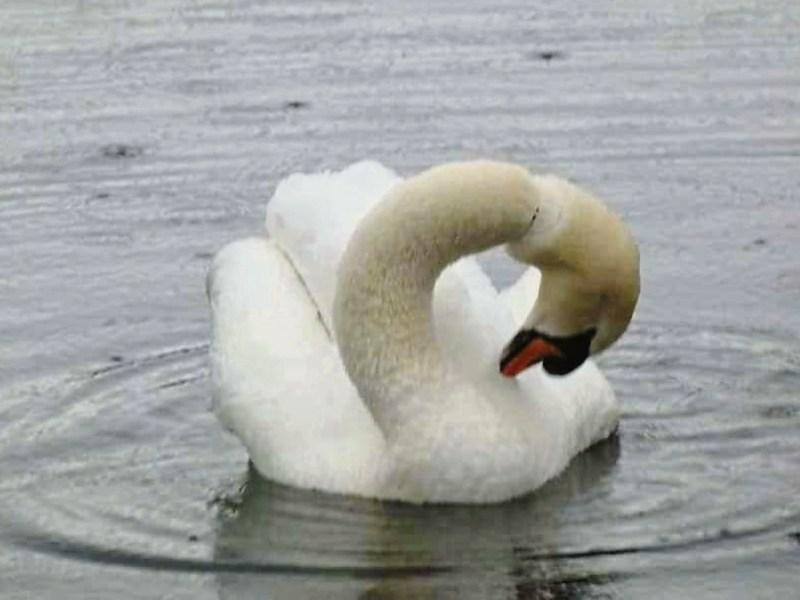 Swan found with six-pack plastic ring around its neck in Limerick