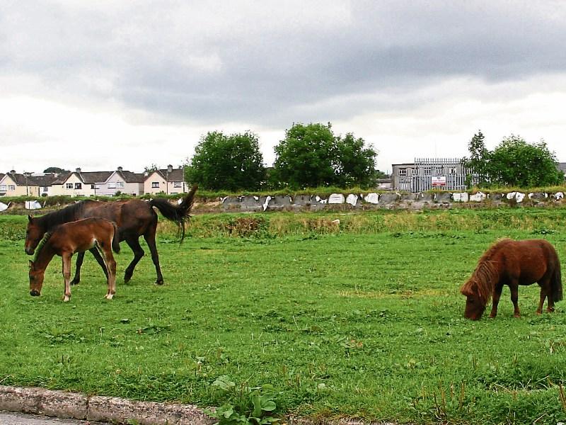 Limerick Council has spent &euro;550k spent dealing with horse problem since 2015