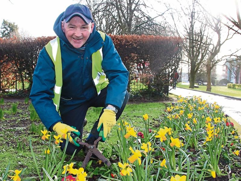Blooming wonderful – daffodils aplenty in Limerick city