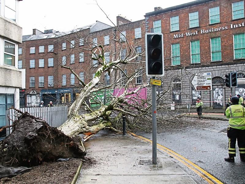 Removal of tree in Limerick city sparks call for their protection