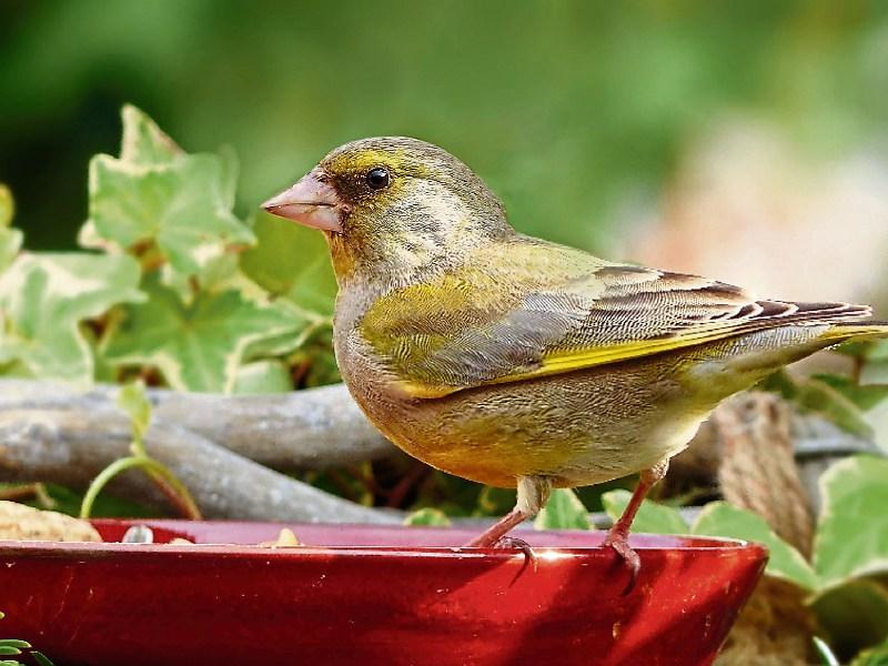 Wild About Wildlife: Bird song of early spring