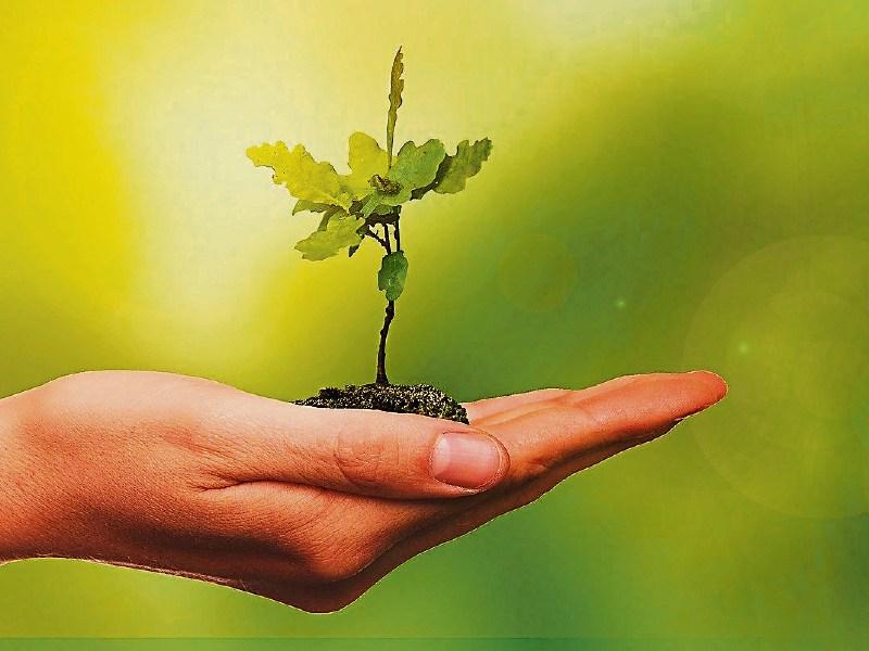 Then & Now: Why not plant a tree this week?